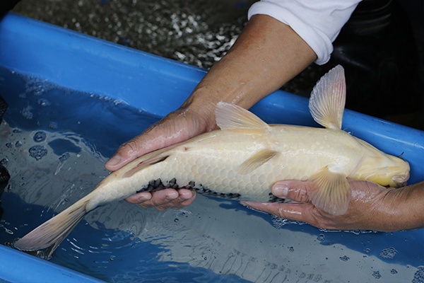 19-白寫-50cm-母-2017年產-3000起標-(2019元大首拍)-4.jpg