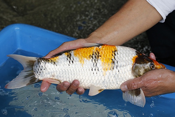 26-昭和-40cm-母-2018年產-5000起標-(2019元大首拍)-2.jpg