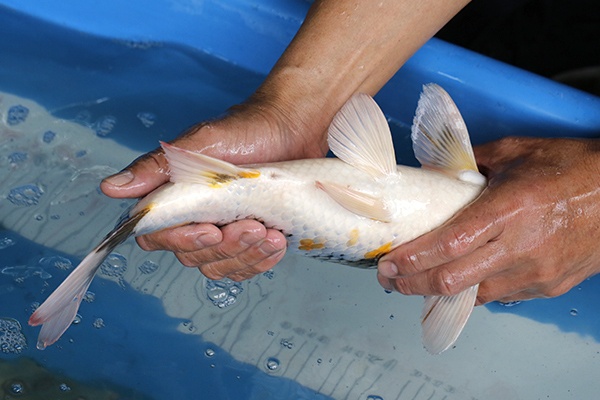 26-昭和-40cm-母-2018年產-5000起標-(2019元大首拍)-4.jpg