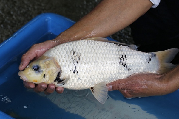 29-白寫-42cm-母-2018年產-3000起標-(2019元大首拍)-2.jpg