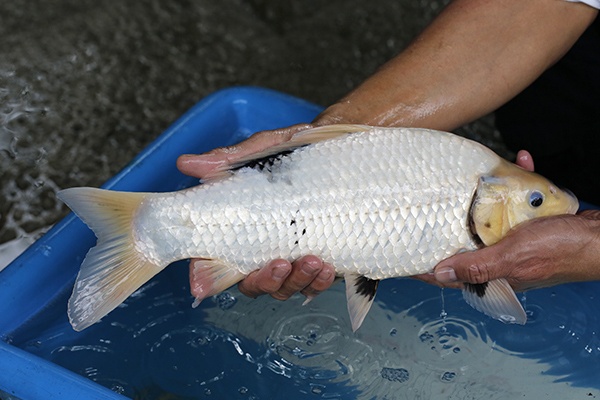 29-白寫-42cm-母-2018年產-3000起標-(2019元大首拍)-3.jpg