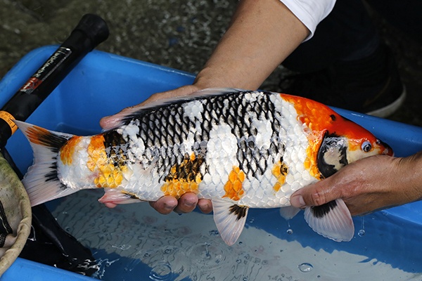 35-昭和-46cm-母-2018年產-5000起標-(2019元大首拍)-3.jpg