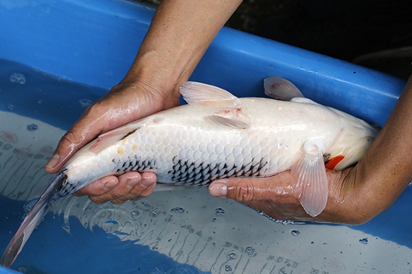 36-昭和-44cm-母-2018年產-3000起標-(2019元大首拍)-4.jpg