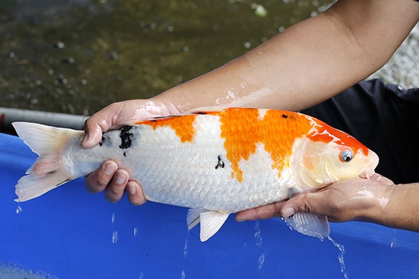 19-大正三色-43cm-母-2018年產-3000起標-(2019江語鯉苑拍賣會)-2.jpg