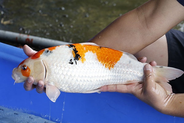 19-大正三色-43cm-母-2018年產-3000起標-(2019江語鯉苑拍賣會)-3.jpg