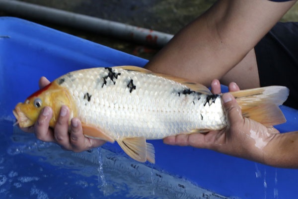 21-丹頂三色-44cm-公-2017年產-5000起標-(2019江語鯉苑拍賣會)-2.jpg