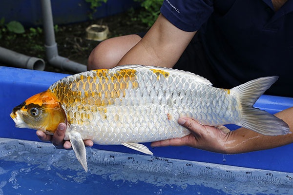 05-金屬落葉(日本五十嵐產)-65cm-母-2017年產-10000起標-(2019江語鯉苑拍賣會)-3.jpg.jpg