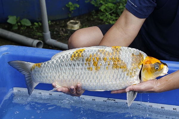 05-金屬落葉(日本五十嵐產)-65cm-母-2017年產-10000起標-(2019江語鯉苑拍賣會)-4.jpg.jpg