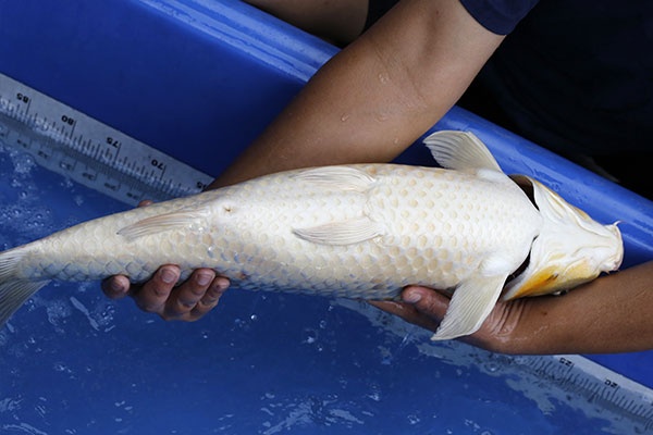 05-金屬落葉(日本五十嵐產)-65cm-母-2017年產-10000起標-(2019江語鯉苑拍賣會)-6.jpg.jpg