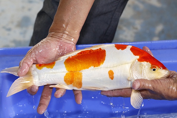 09-菊水-36cm-公-2018年產-3000起標---(2019國際)-3.jpg