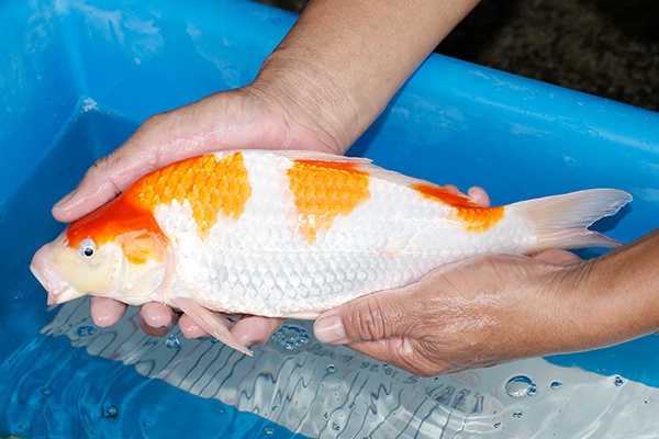 19-紅白-33cm-母-2019年產-5000起標-(超越-2019元大拍賣)-2.jpg