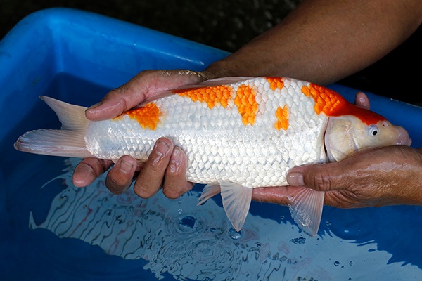 05-紅白-36cm-母-2019年產-10000起標-(超越-2019元大拍賣)-3.jpg