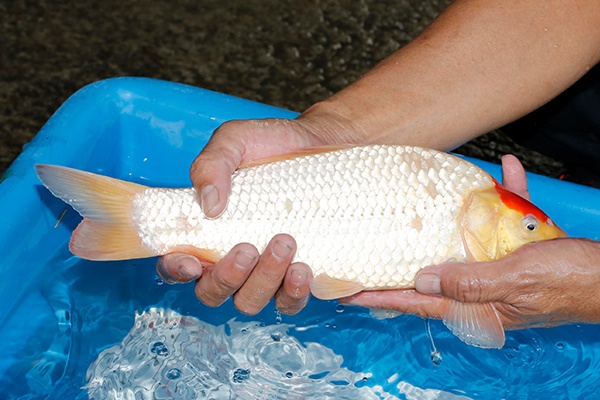 06-丹頂-34cm-不明-2019年產-3000起標-(超越-2019元大拍賣)-2.jpg