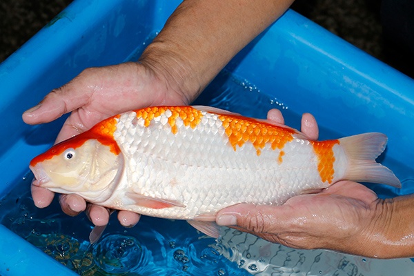 14-紅白-34cm-不明-2019年產-5000起標-(超越-2019元大拍賣)-2.jpg