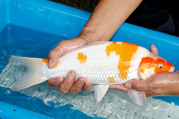 23-紅白-36cm-母-2019年產-3000起標-(超越-2019元大拍賣)-3.jpg