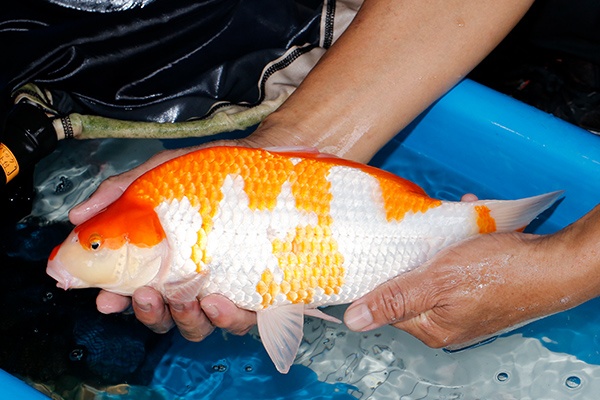 26-紅白-35cm-母-2019年產-3000起標-(超越-2019元大拍賣)-2.jpg