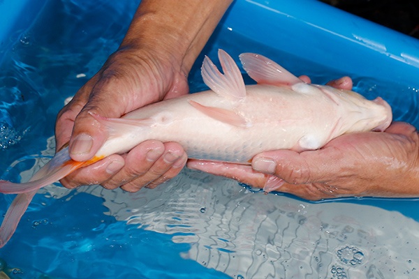 31-紅白-34cm-母-2019年產-3000起標-(超越-2019元大拍賣)-4.jpg