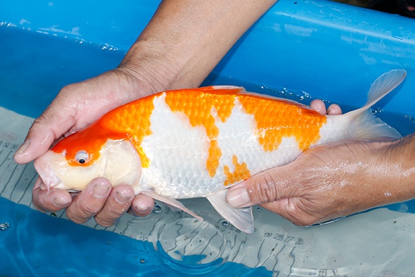 40-紅白-32cm-母-2019年產-3000起標-(超越-2019元大拍賣)-2.jpg