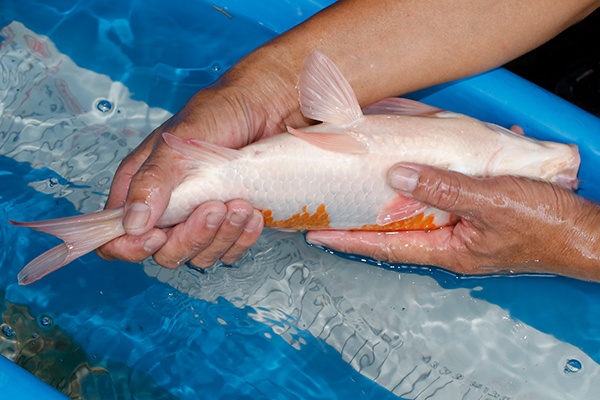 27-紅白-36cm-母-2019年產-5000起標-(超越-2019元大拍賣)-5.jpg