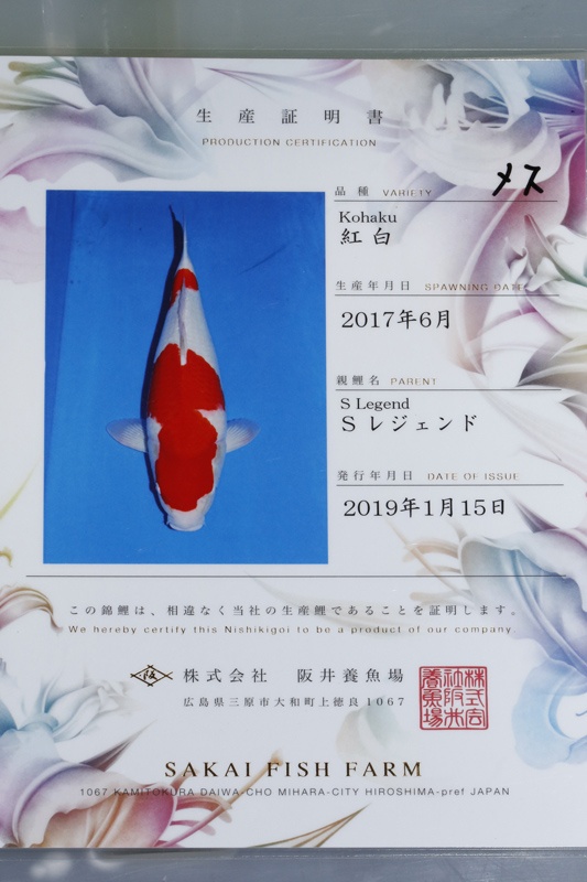 02-紅白(阪井產)-65cm-母-2017產-10000起標-(2019聯拍-鴻國)-02.jpg