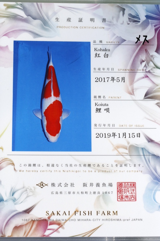 03-紅白(阪井產)-64cm-母-2017產-10000起標-(2019聯拍-鴻國)-02.jpg