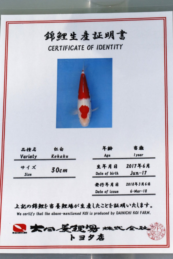 04-紅白(大日產)-61cm-母-2017產-10000起標-(2019聯拍-鴻國)-02.jpg