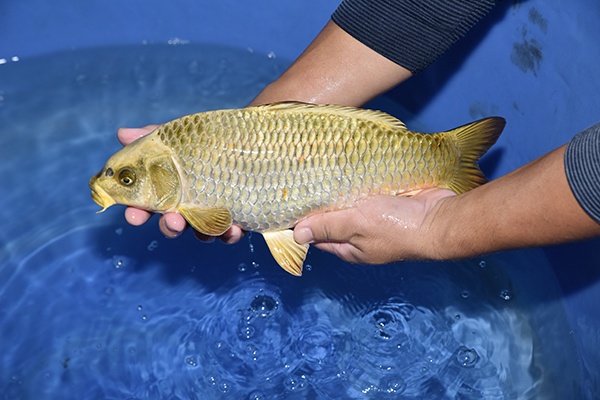 22-古銅鯉-41公分-母-.2018產-1000起標-(2019聯拍-愛鯉家)-03.jpg