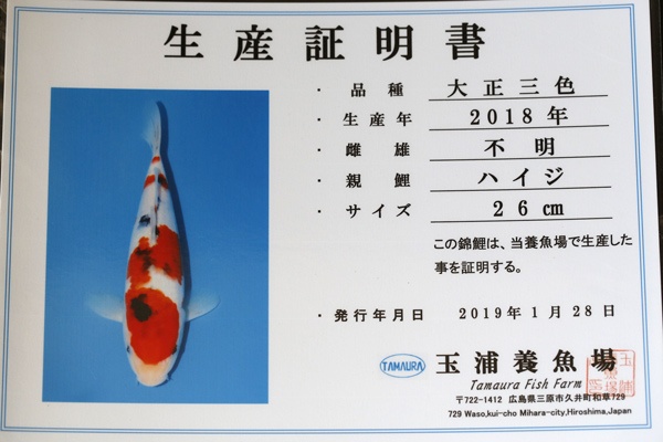 27-大正三色(玉浦產)-36cm-不明-2018產-6000起標-(2019聯拍-詠興)-02.jpg