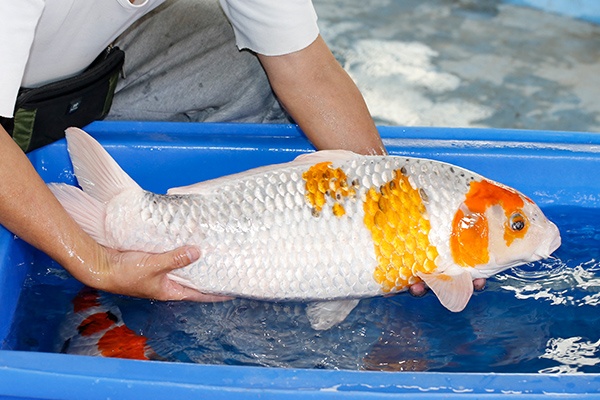 35-孔雀-65cm-母-2018產-10000起標-(2019聯拍-國際)-04.jpg