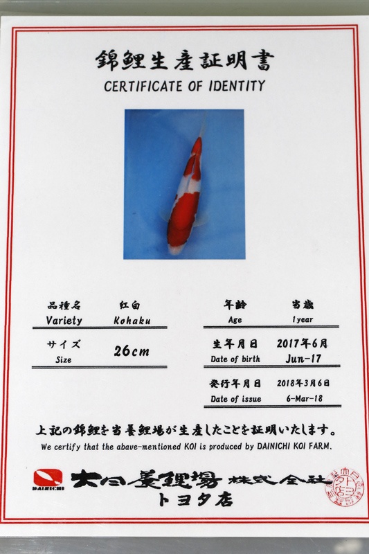 09-紅白(大日產)-62cm-母-2017產-3000起標-(2019聯拍-鴻國)-02.jpg