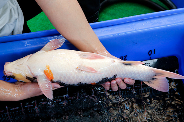 16-昭和三色(日本-伊佐產)-55cm-母-2018年產-3000起標-(2019年終回饋祭-鴻國)-5.jpg.jpg