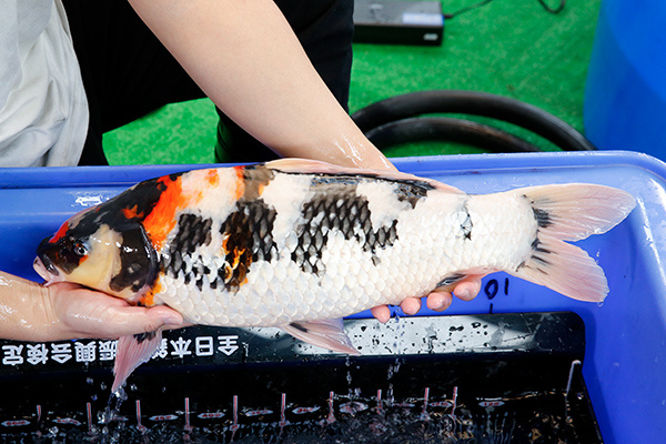 16-昭和三色(日本-伊佐產)-55cm-母-2018年產-3000起標-(2019年終回饋祭-鴻國)-4.jpg.jpg