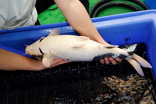 19-昭和三色-58cm-母-2018年產-5000起標-(2019年終回饋祭-鴻國)-5.jpg