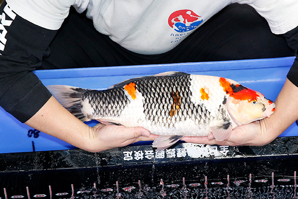 04-昭和三色(日本-伊佐產)-50cm-母-2018年產-5000起標-(2019年終回饋祭-鴻國)-3.jpg.jpg