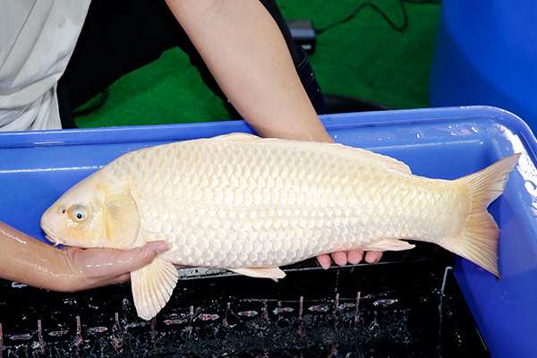 29-錫黃金-61cm-公-2018年產-3000起標-(2019年終回饋祭-鴻國)-2.jpg