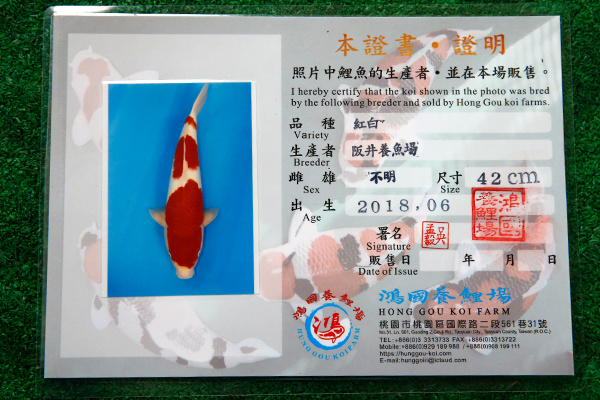 25-紅白(日本-阪井產)-46cm-公-2018年產-3000起標-(2019年終回饋祭-鴻國)-2.jpg.jpg