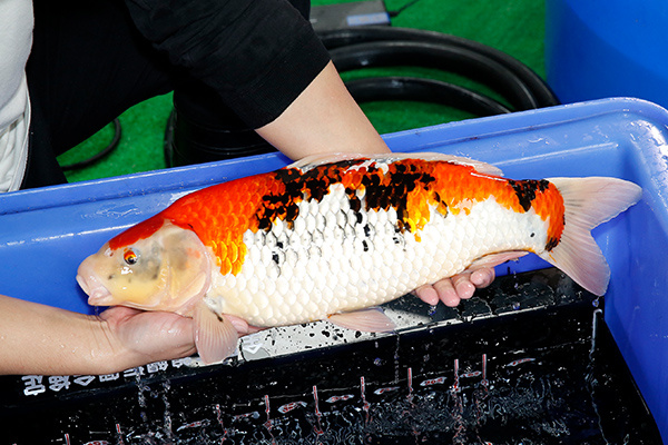 06-昭和三色(日本-伊佐產)-54cm-母-2018年產-2000起標-(2019年終回饋祭-鴻國)-3.jpg.jpg