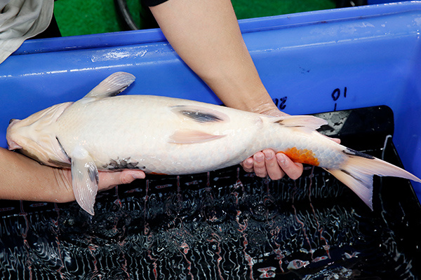 08-昭和三色-59cm-母-2018年產-3000起標-(2019年終回饋祭-鴻國)-4.jpg