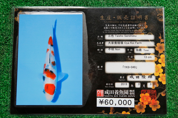 01-大正三色(日本-大家產)-38cm-不明-2018年產-5000起標-(2019年終回饋祭-鴻國)-2.jpg.jpg