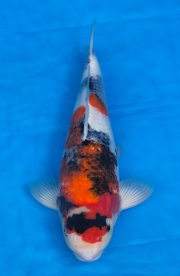 18-昭和三色(樂透魚)-39cm-母-2016年產-3000起標-(強度p2-2017元...