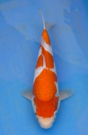 58(寶源錦鯉養殖場)-紅白(楊裕豐-紅獅王產)-33cm-2015產-母魚