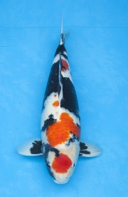 05-丹頂昭和-60cm-不明-2013年產-(外場魚)(2016億來錦...