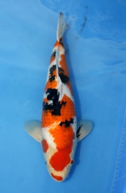 05--大正-41cm--公魚-2015年產-(大將錦鯉)