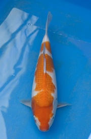 61-紅白(楊裕豐-紅獅王產)-38cm-2015產-母魚--寶源錦鯉養殖場