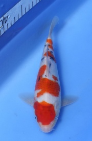 56-大正三色-27cm-不明--(鯉池苑錦鯉園)