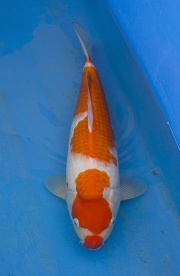 59-紅白(楊裕豐-紅獅王產)-38cm-2015產-母魚-寶源錦鯉養殖場