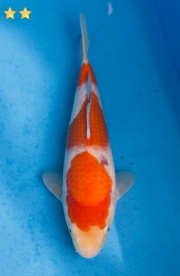 20-紅白-29cm-母魚