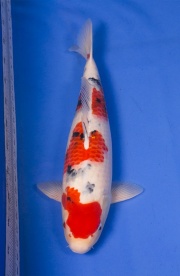 03-大正三色-47cm-母魚-2014產-(Ali-御三家錦鯉園)