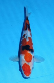 31-大正-33cm-母-2015年產-(2016佳河錦鯉園拍賣會p-1)-1