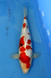 06--大正-35cm-母魚-2015年產-(大將錦鯉)